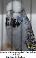 15.Jungvogel 003.png